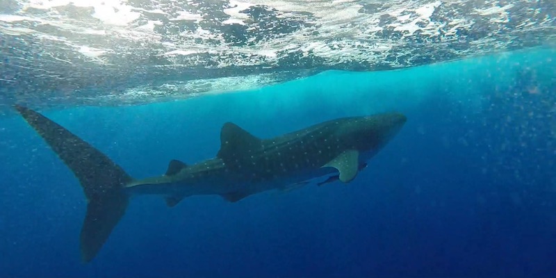 Whale Shark at Shaab Abu Dabab & Om Halhala by Tim Kjell