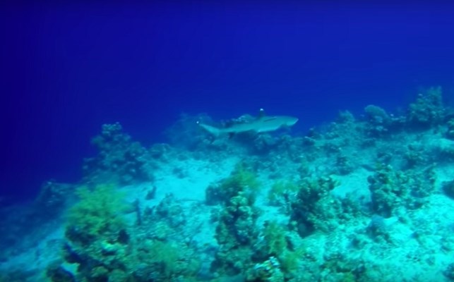 White Tip Reef Shark at Hard Road