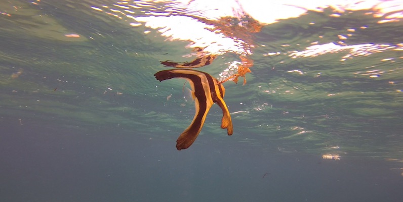 Baby Batfish at Marsa Nakari by Pavlina