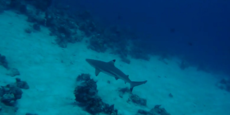 Black Tip Reef Shark - Marsa Shagra