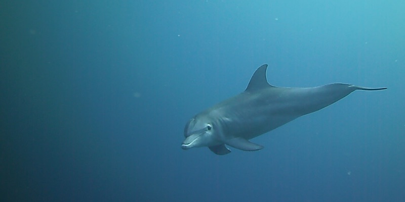 Bottlenose Dolphins at Marsa Shagra House Reef by Marjan