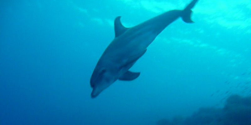 Bottlenose Dolphins at Marsa Shagra House Reef by Marcel