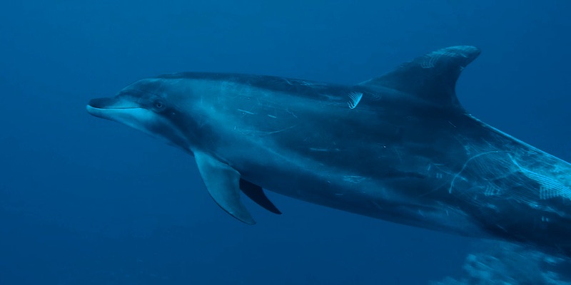 Big Bottlenose Dolphin at Elphinstone by Manuel