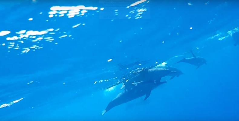 Dolphins at Habili Dori by Free Diving Guest Abdelrahman El-Soueify