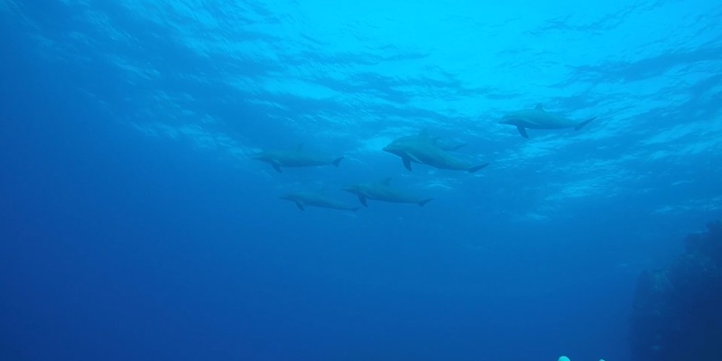 Bottlenose Dolphins at Om Halhala by Omar