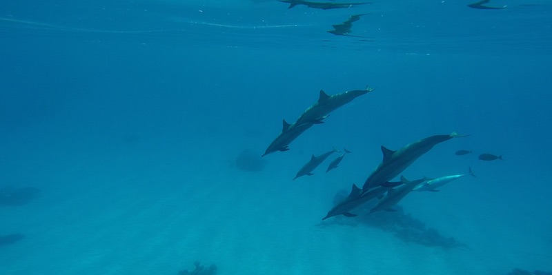 Dolphins at Shaab Samadai (Dolphin House) by Pavlina