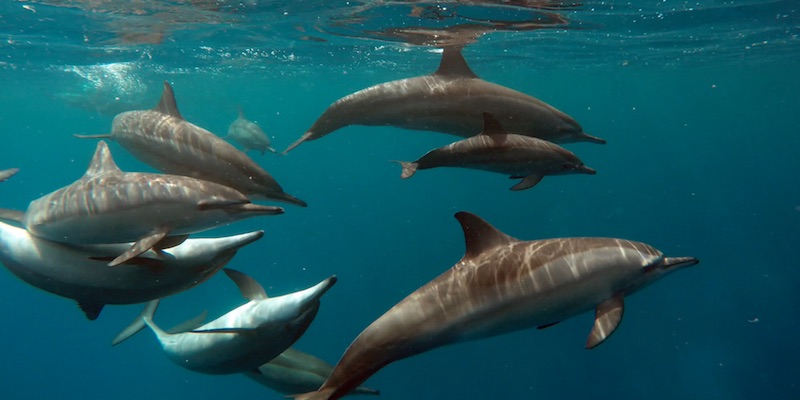 Dolphins at Marsa Shagra House Reef by Sarah