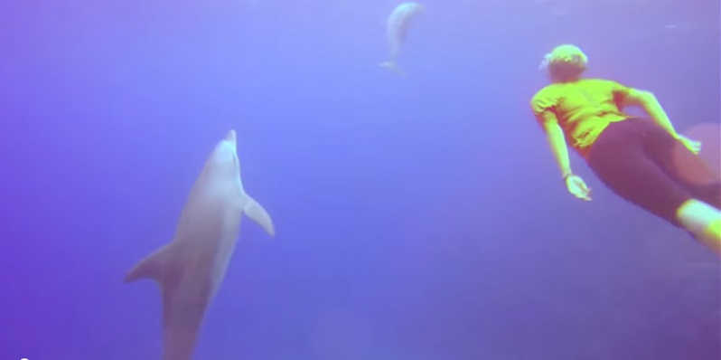 Dolphins at Sharm Abu Dabab