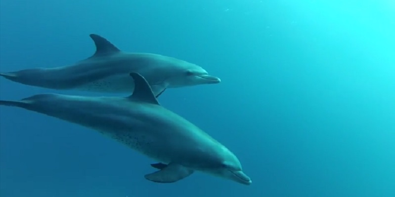 Bottlenose Dolphins Play on Marsa Shagra House Reef