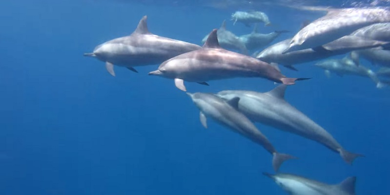 Dolphins at Shagra House Reef!