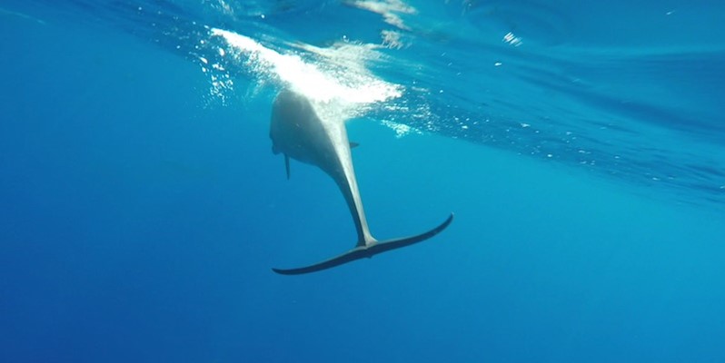 Dolphins on the way from Elphinstone by Erik