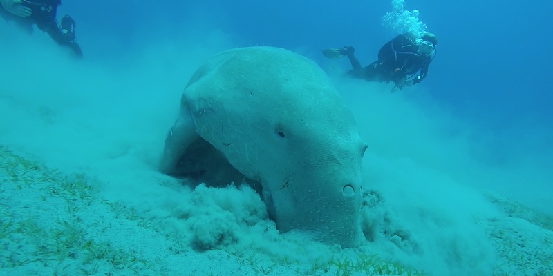 Dugong at Marsa Abu Dabab by Anne 