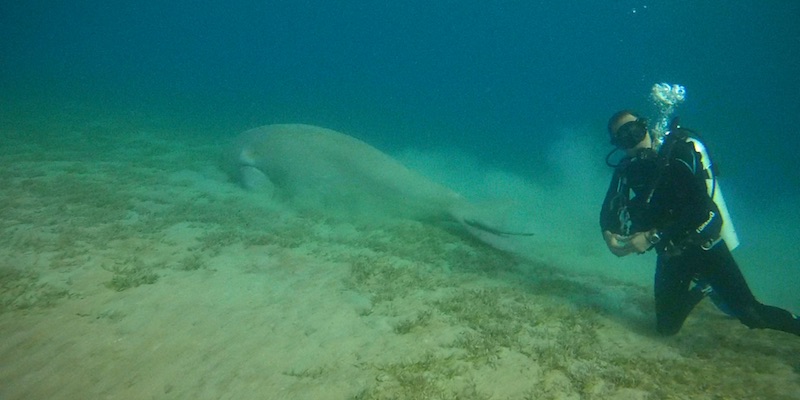 Dugong at Marsa Egla