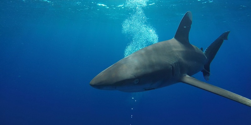 More Oceanic White Tips at Elphinstone by Pascale