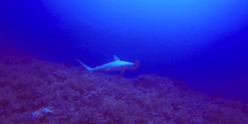 Hammerheads at Elphinstone!