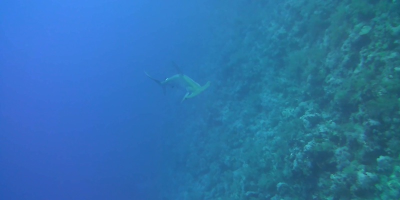 Hammerhead at Elphinstone Reef by Martin