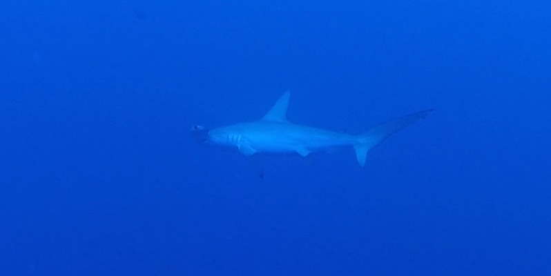 Hammerheads and Grey Reef at Elphinstone by Dr Hossam