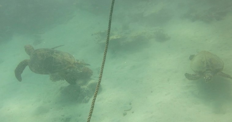 Pair of Hawksbill Turtles on Marsa Shagra House Reef