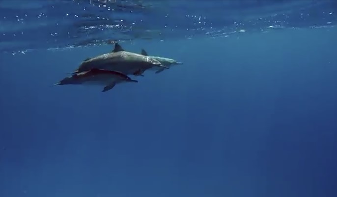 Spinner Dolphins at Marsa Shagra House Reef by Sarah