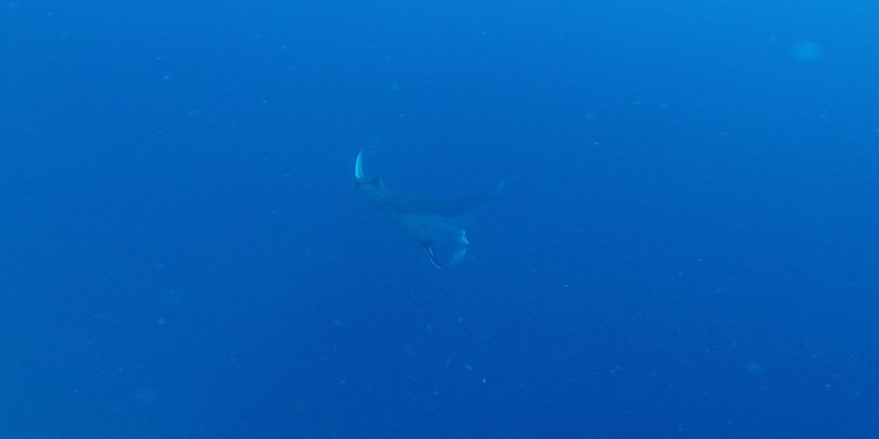 Manta Ray at Elphinstone by Pavlina