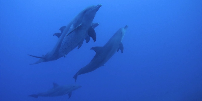 Bottlenose dolphins mating at Marsa Shagra House Reef by Martina