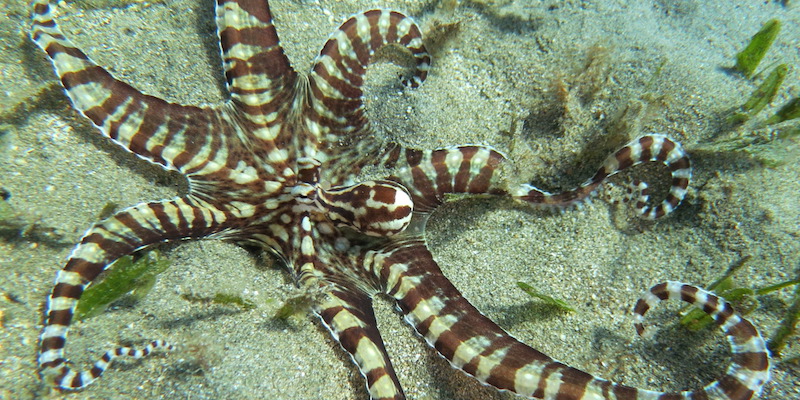 Mimic Octopus at Marsa Abu Dabab by Izabela