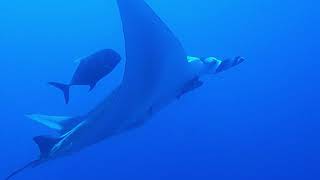 Manta ray⎮Elphinstone⎮25.04.2018