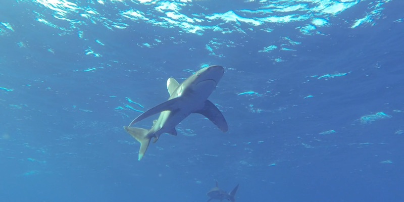 Oceanic White Tip Sharks at Elphinstone by Eamon