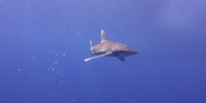 Oceanic White Tip at Elphinstone by Izabela