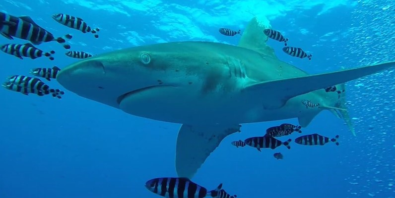 Very curious Oceanic White Tip at Elphinstone