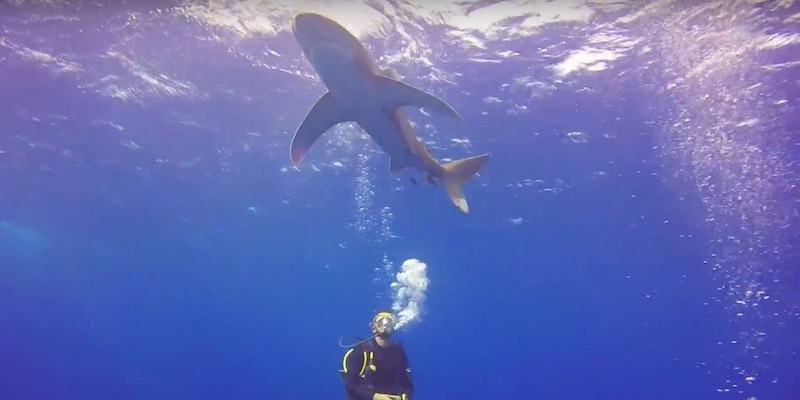 Oceanic White Tip Sharks at Elphinstone by Adham el Hadary