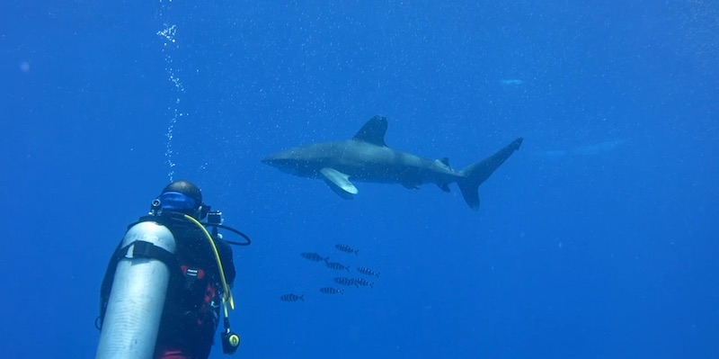 Oceanic White Tips at Elphinstone by Pavlina and Iga