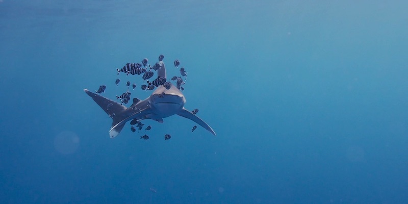 Oceanic White Tip at Elphinstone by Manuel