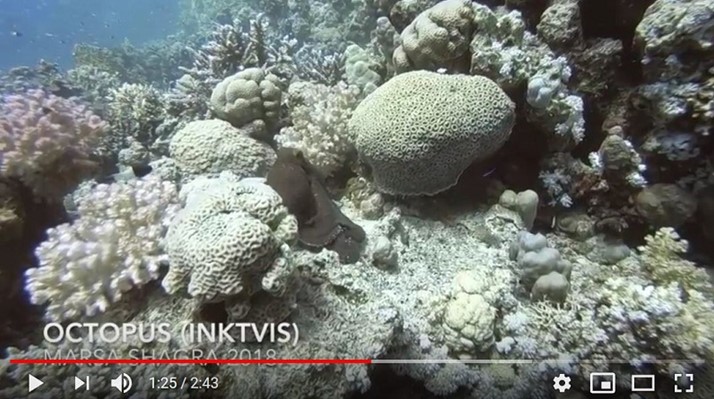 Octopus at Marsa Shagra House Reef