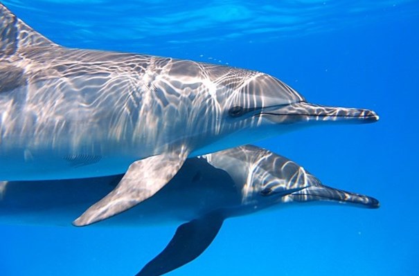 Dolphins in Satayah, Wadi Lahami