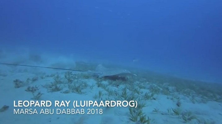 Leopard Ray