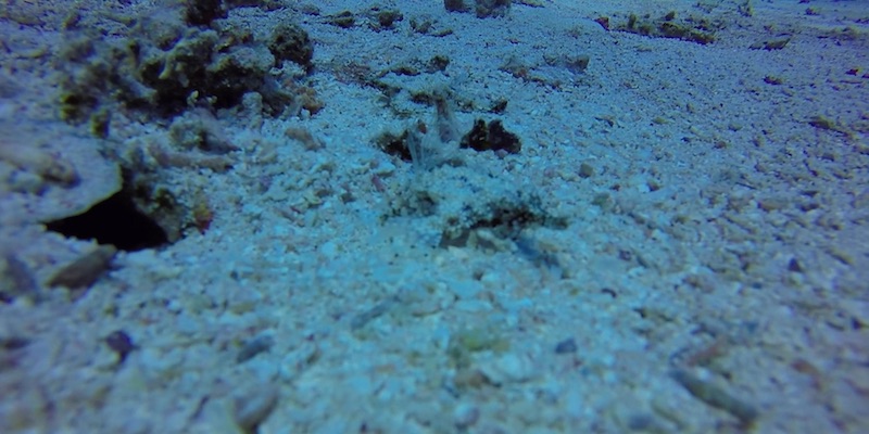 Seamoths at Salah by Hossam