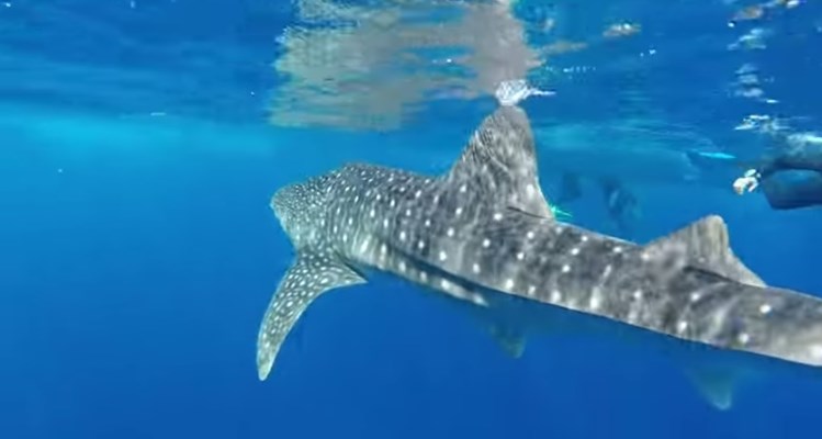 Whale Shark at Habili Nakari