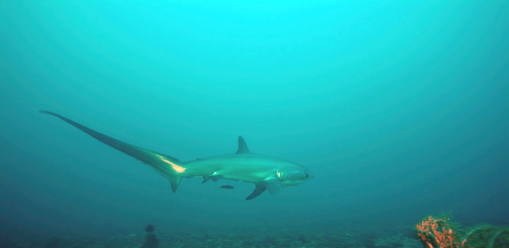 Thresher Shark at Elphinstone