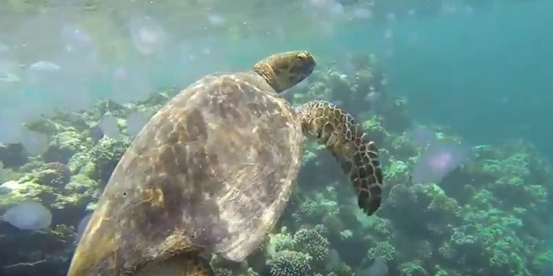 Turtle feeding on Jellyfish at Marsa Nakari