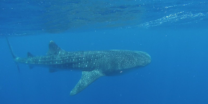 Whale Shark at Habili Nakari by Assem