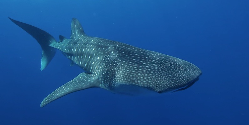 Whale Shark outside Marsa Shagra House Reef by Matthias