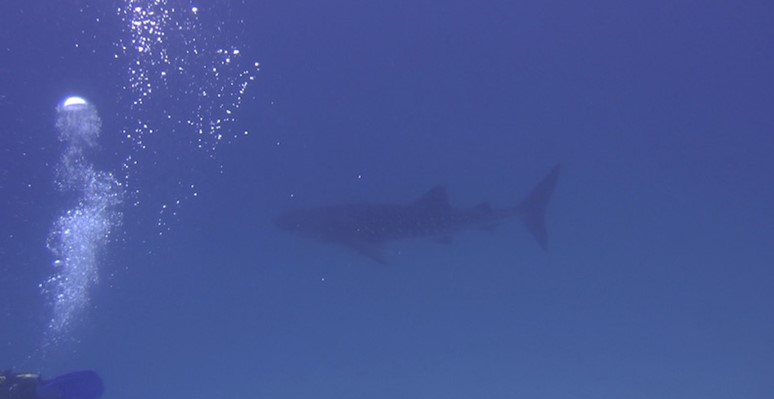 Whale Shark at Marsa Shagra House Reef by Bert