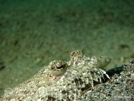 Sandy panther flounder ( Bothus pantherinus )