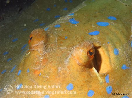 The Bluespotted Stingray (Taeniura lymma) -one of my favorite :) 