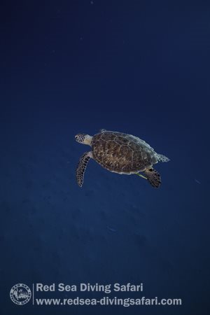 turtles can fly!