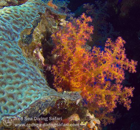 Beautiful Coral by Bertrand Lherm