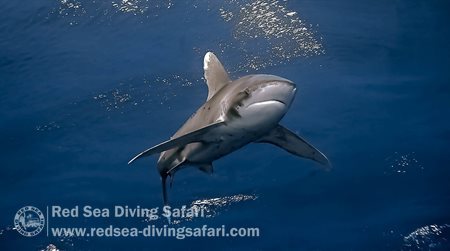 Longimanus
