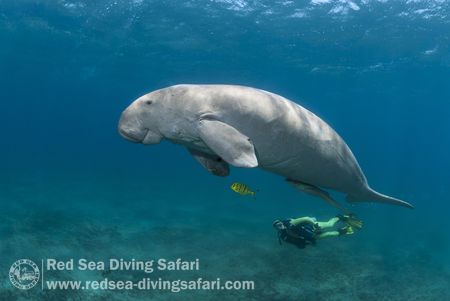 Dugong Dugong by Irena Cok