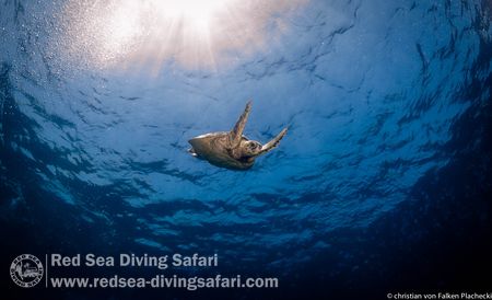 Flying Turtle by Christian von Falken Plachecki 